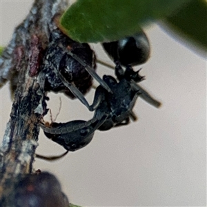 Polyrhachis sp. (genus) at Parkes, ACT - 17 Oct 2024