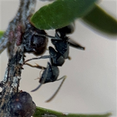 Polyrhachis sp. (genus) at Parkes, ACT - 17 Oct 2024