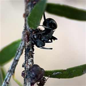 Polyrhachis sp. (genus) at Parkes, ACT - 17 Oct 2024