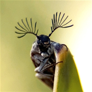 Trigonodera sp. (genus) at Parkes, ACT by Hejor1