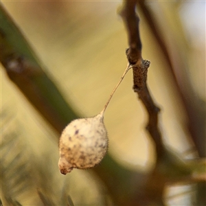 Ariamnes sp. (genus) (A whip spider) at Parkes, ACT by Hejor1