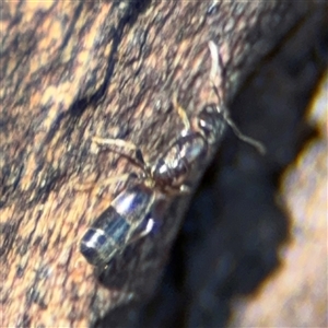 Formicidae (family) (Unidentified ant) at Parkes, ACT by Hejor1