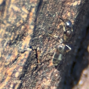 Formicidae (family) at Parkes, ACT - 17 Oct 2024