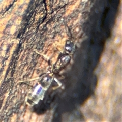 Formicidae (family) at Parkes, ACT - 17 Oct 2024