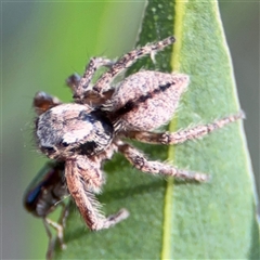 Servaea sp. (genus) at Parkes, ACT - 17 Oct 2024 by Hejor1