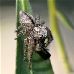 Servaea narraweena at Parkes, ACT - 17 Oct 2024 05:14 PM