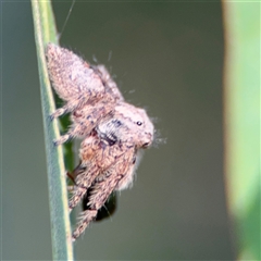 Servaea narraweena at Parkes, ACT - 17 Oct 2024 05:14 PM