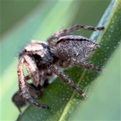 Servaea narraweena at Parkes, ACT - 17 Oct 2024 05:14 PM