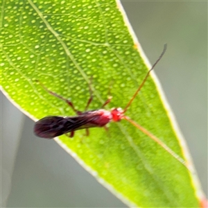 Braconidae (family) at Parkes, ACT by Hejor1