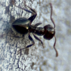 Crematogaster sp. (genus) at Parkes, ACT - 17 Oct 2024