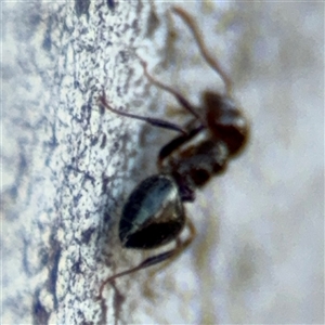 Crematogaster sp. (genus) at Parkes, ACT - 17 Oct 2024