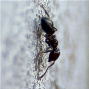 Crematogaster sp. (genus) at Parkes, ACT - 17 Oct 2024