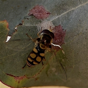 Simosyrphus grandicornis at Parkes, ACT - 17 Oct 2024