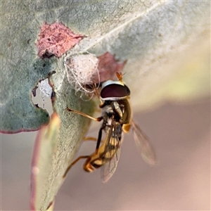 Simosyrphus grandicornis at Parkes, ACT - 17 Oct 2024