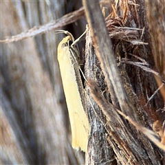 Philobota hypocausta (A Concealer moth) at Parkes, ACT - 17 Oct 2024 by Hejor1