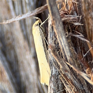 Philobota hypocausta (A Concealer moth) at Parkes, ACT by Hejor1