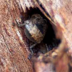 Eurymeloides adspersa (Gumtree hopper) at Parkes, ACT - 17 Oct 2024 by Hejor1