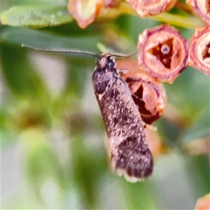 Leistomorpha brontoscopa (A concealer moth) at Parkes, ACT by Hejor1