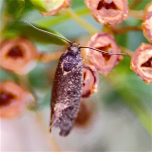 Leistomorpha brontoscopa at Parkes, ACT - 17 Oct 2024