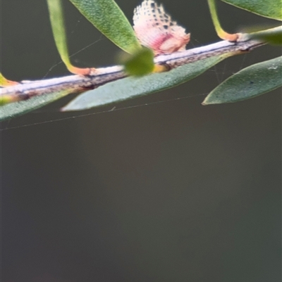 Cardiaspina sp. (genus) (Lace or Basket lerp) at Parkes, ACT - 17 Oct 2024 by Hejor1