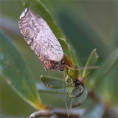 Drepanacra binocula (Notched brown lacewing) at Parkes, ACT - 17 Oct 2024 by Hejor1