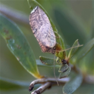 Drepanacra binocula at Parkes, ACT - 17 Oct 2024 05:46 PM