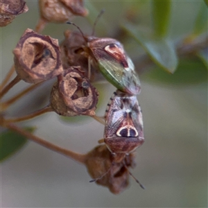 Eupolemus angularis at Parkes, ACT by Hejor1