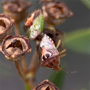 Eupolemus angularis at Parkes, ACT - 17 Oct 2024