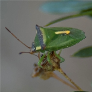 Cuspicona stenuella at Parkes, ACT - 17 Oct 2024 05:48 PM