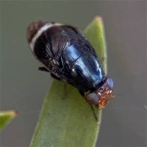 Depressa sp. (genus) (Lauxaniid fly) at Parkes, ACT by Hejor1