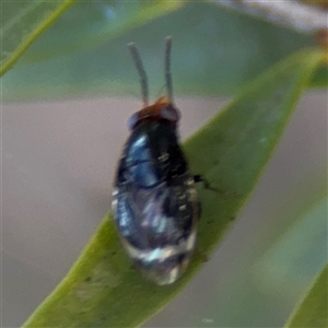 Depressa sp. (genus) at Parkes, ACT - 17 Oct 2024