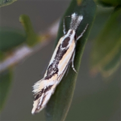 Thema macroscia (A concealer moth) at Parkes, ACT - 17 Oct 2024 by Hejor1