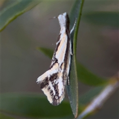 Thema macroscia at Parkes, ACT - 17 Oct 2024 05:51 PM