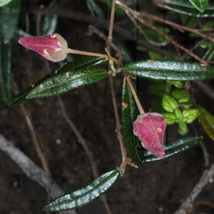 Boronia ledifolia at Appin, NSW - suppressed