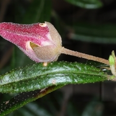 Boronia ledifolia at Appin, NSW - suppressed