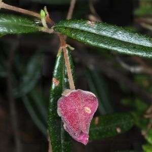 Boronia ledifolia at Appin, NSW - suppressed