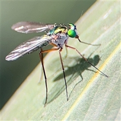 Dolichopodidae sp. (Family) (Long-legged Flies) at Parkes, ACT - 17 Oct 2024 by Hejor1