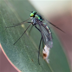 Dolichopodidae (family) at Parkes, ACT - 17 Oct 2024