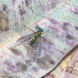 Dolichopodidae (family) at Parkes, ACT - 17 Oct 2024