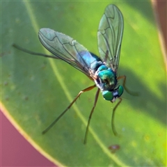 Dolichopodidae (family) at Parkes, ACT - 17 Oct 2024