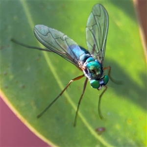 Dolichopodidae (family) at Parkes, ACT - 17 Oct 2024