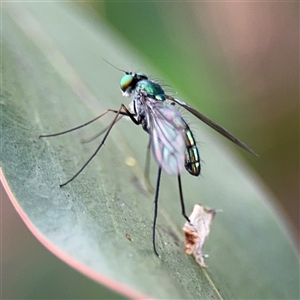 Dolichopodidae (family) at Parkes, ACT - 17 Oct 2024