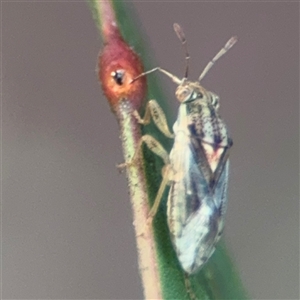 Germalus victoriae (A seed bug) at Parkes, ACT by Hejor1