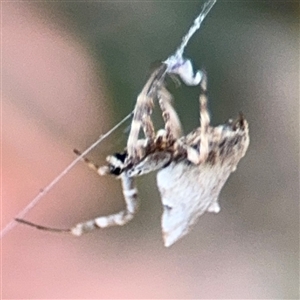 Philoponella congregabilis at Parkes, ACT - 17 Oct 2024