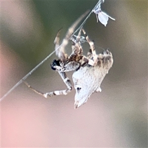 Philoponella congregabilis at Parkes, ACT - 17 Oct 2024