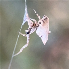 Philoponella congregabilis at Parkes, ACT - 17 Oct 2024