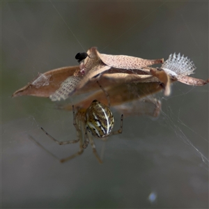 Theridiidae (family) at Parkes, ACT by Hejor1