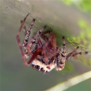 Opisthoncus sexmaculatus at Parkes, ACT by Hejor1