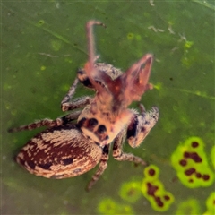 Opisthoncus sp. (genus) at Parkes, ACT - 17 Oct 2024