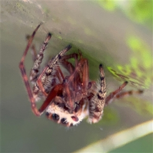 Opisthoncus sp. (genus) at Parkes, ACT - 17 Oct 2024